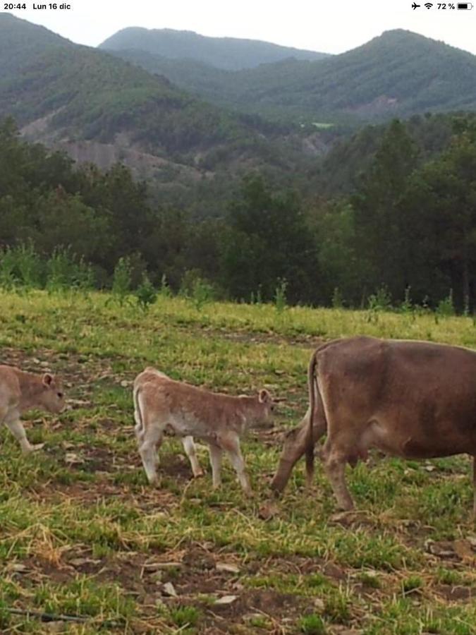 Preciosas Vistas A La Montana, Luminoso Y Acogedor Apartamento El Pueyo de Araguás Exterior foto